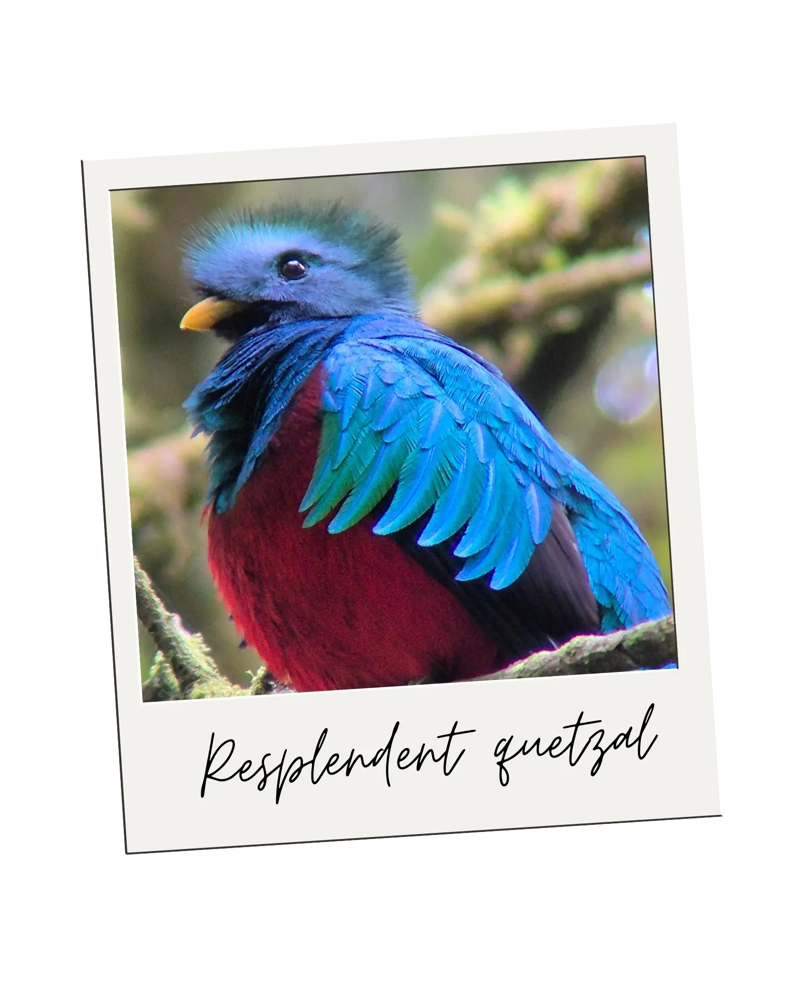Resplendent Quetzal